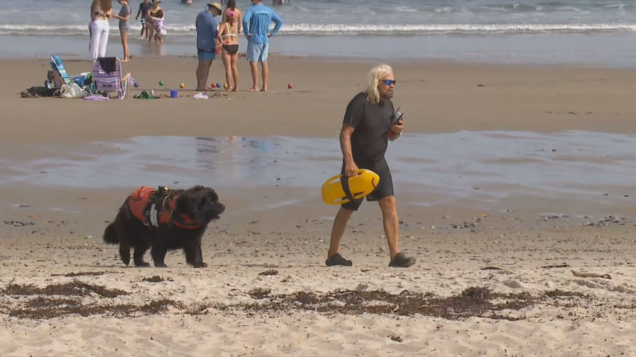 maine lifeguard attacked by shark