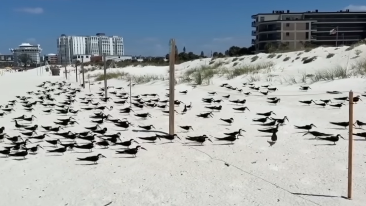 rare birds on beach tampa