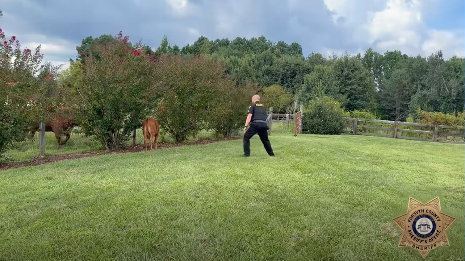 Loose Calf Found Wandering Through Traffic Gets Sheriff's Office Escort Home