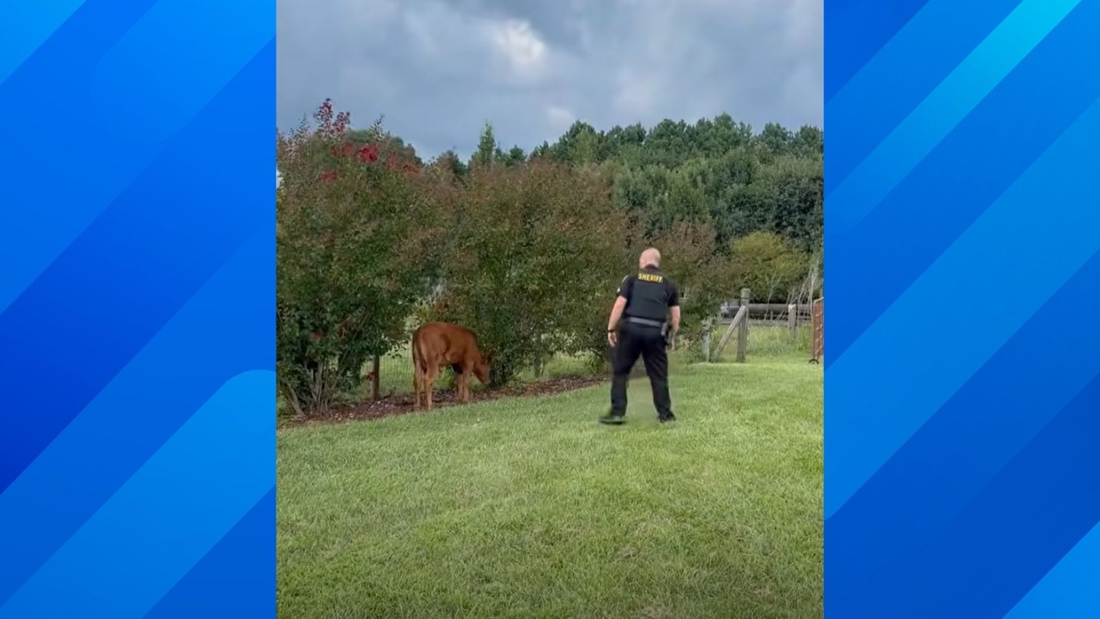 Loose Calf Found Wandering Through Traffic Gets Sheriff's Office Escort Home