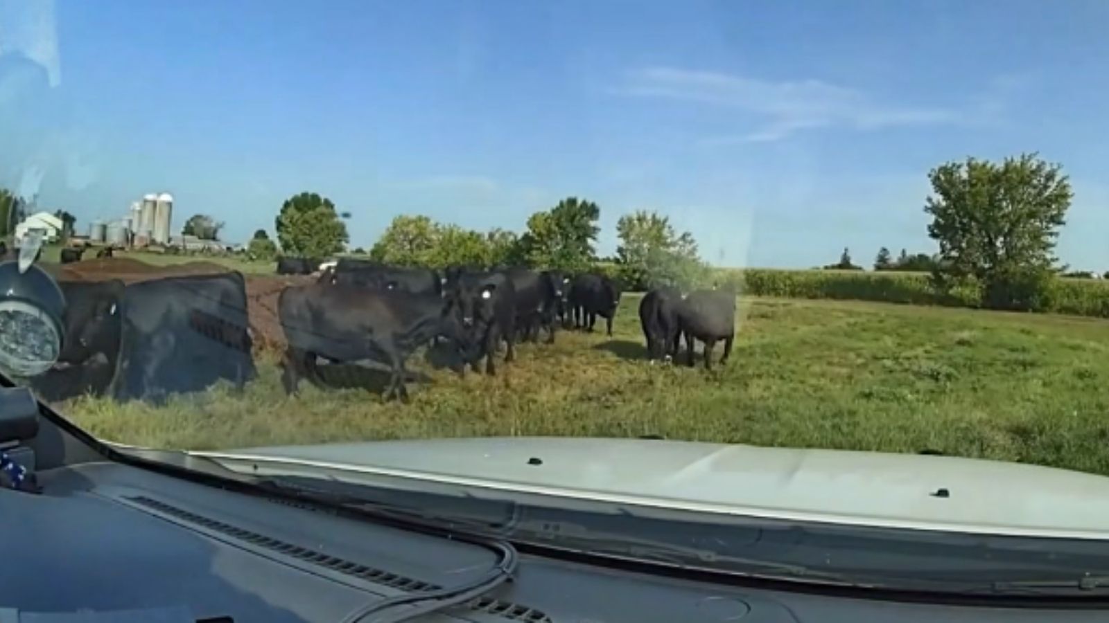Minnesota Deputy Uses Squad Car and Air Horn To End Escaped Cows' Brief Taste of Freedom