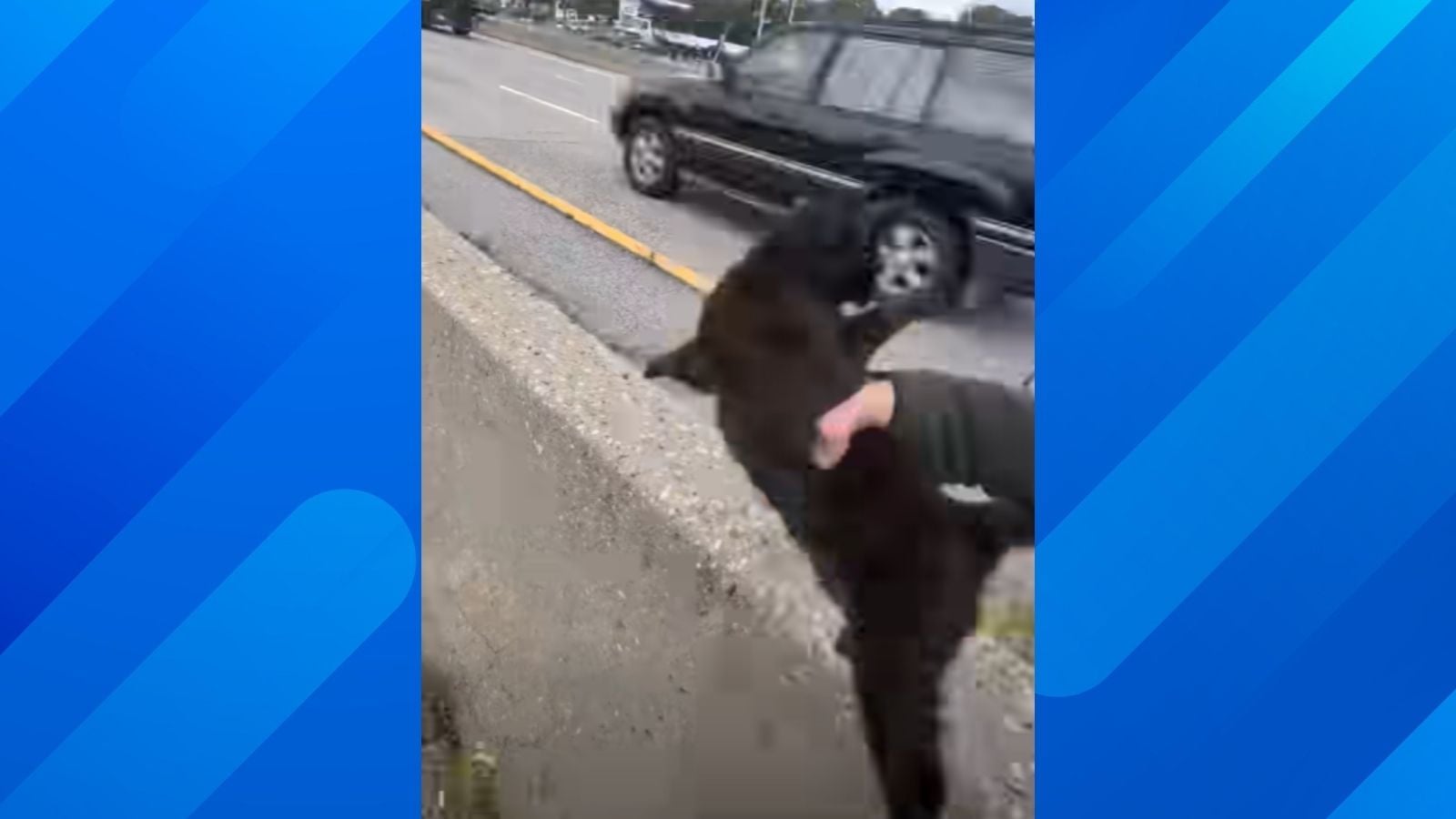 New York Police Shut Down Sunrise Highway So Rescuer Can Save Tiny Kitten Sleeping in Traffic