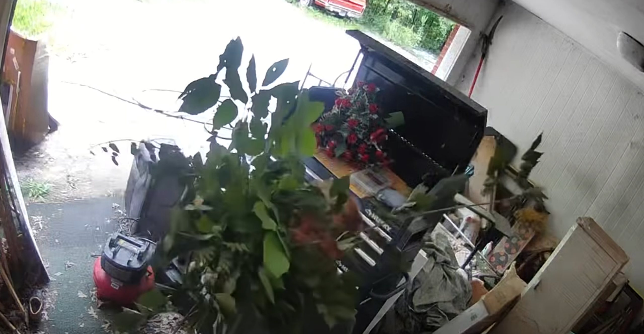 man uses plant to hide face after car theft