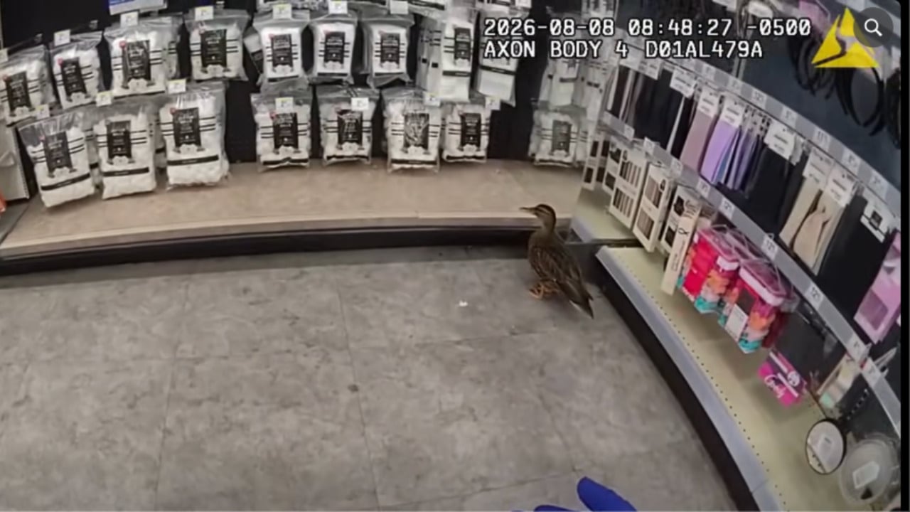 Duck in Walgreens