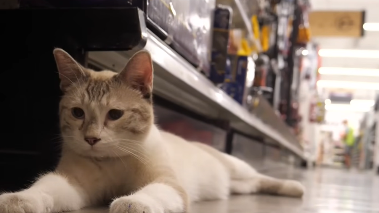 cats ace hardware