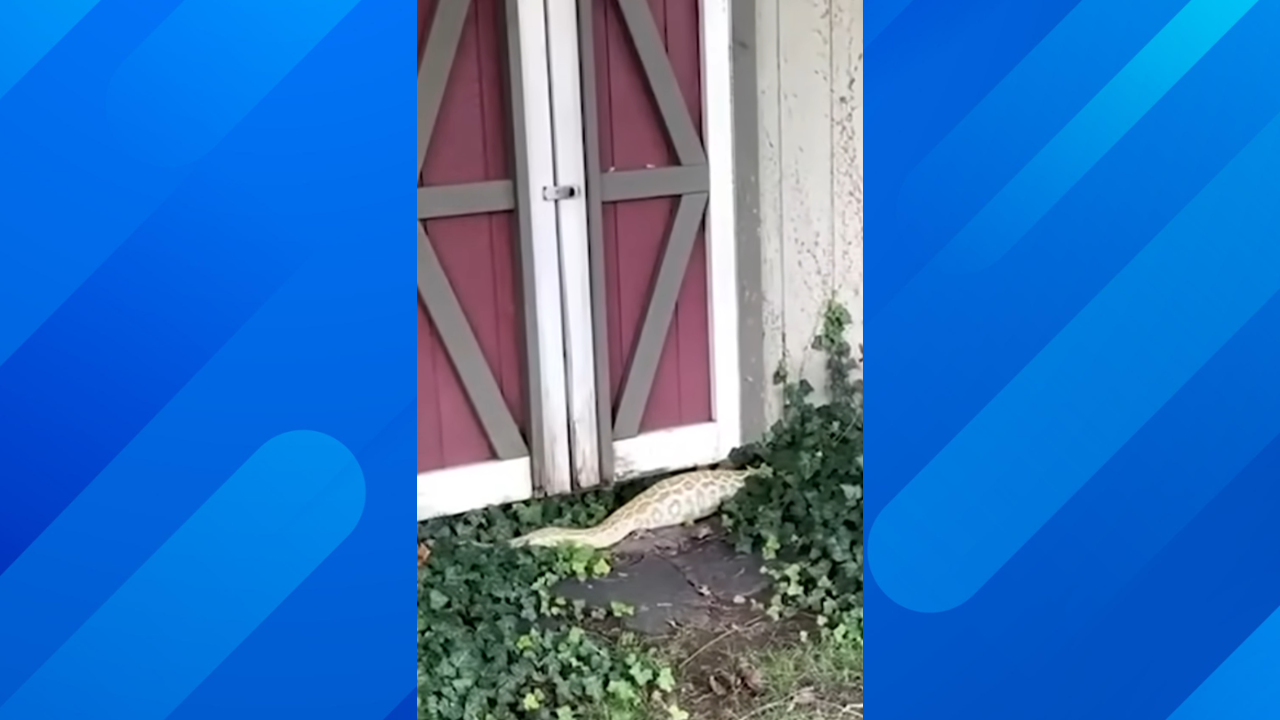 python in new jersey home