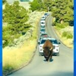 Yellowstone Bison Claims the Road and Drivers Understand Who Has the Right of Way