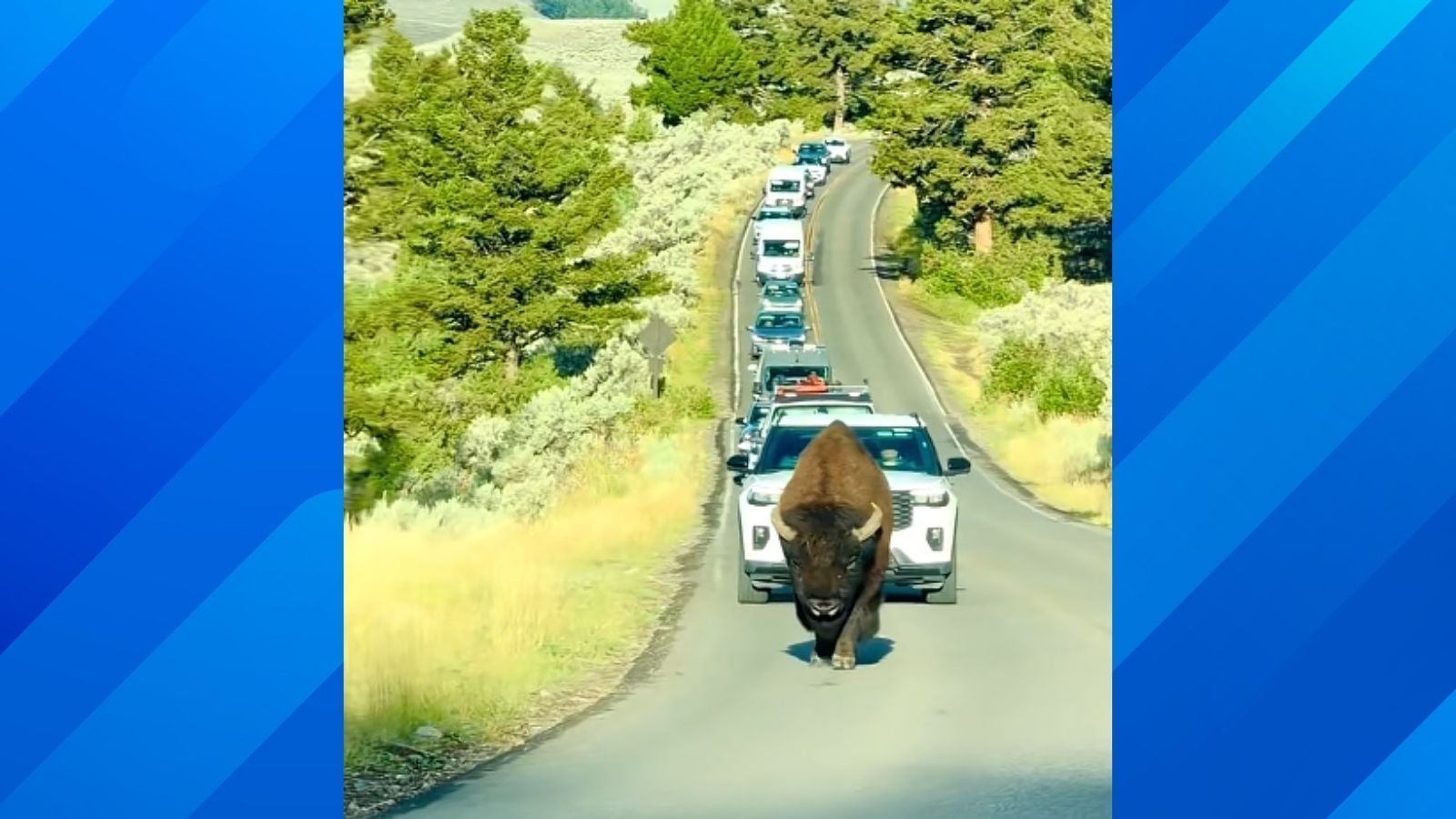 Yellowstone Bison Claims the Road and Drivers Understand Who Has the Right of Way