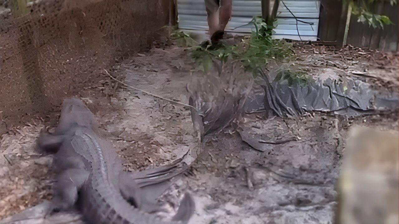 alligator