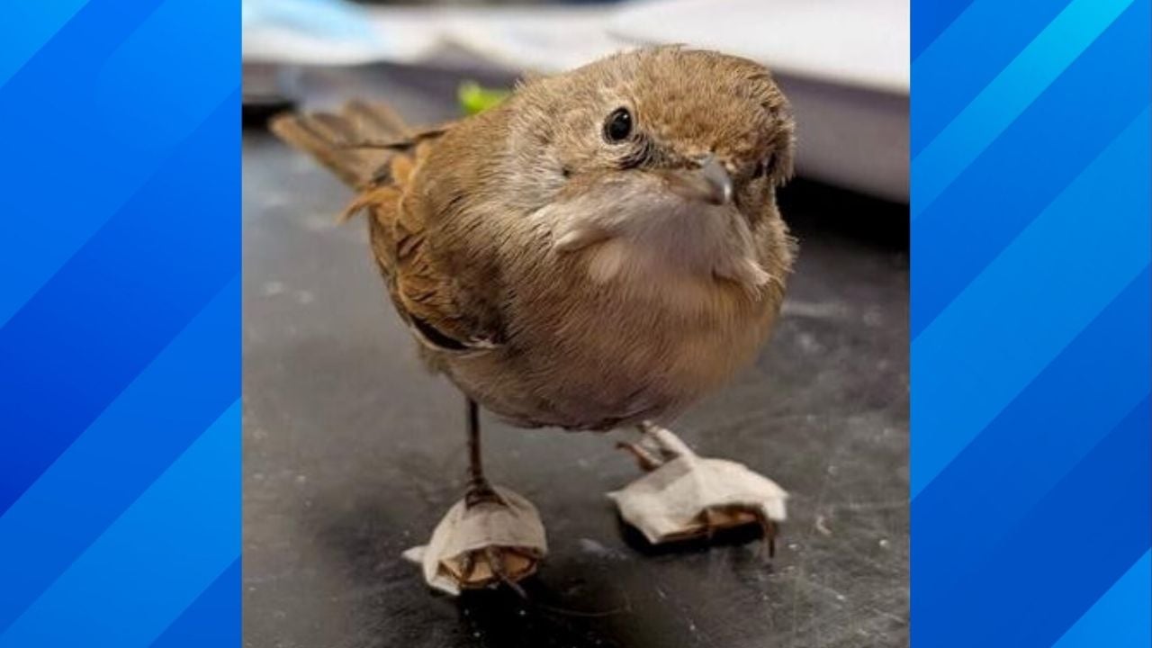 bird