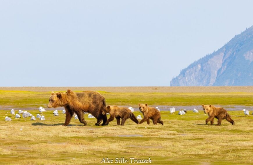 four bears walk by on the shores of chinitna bay in alaska