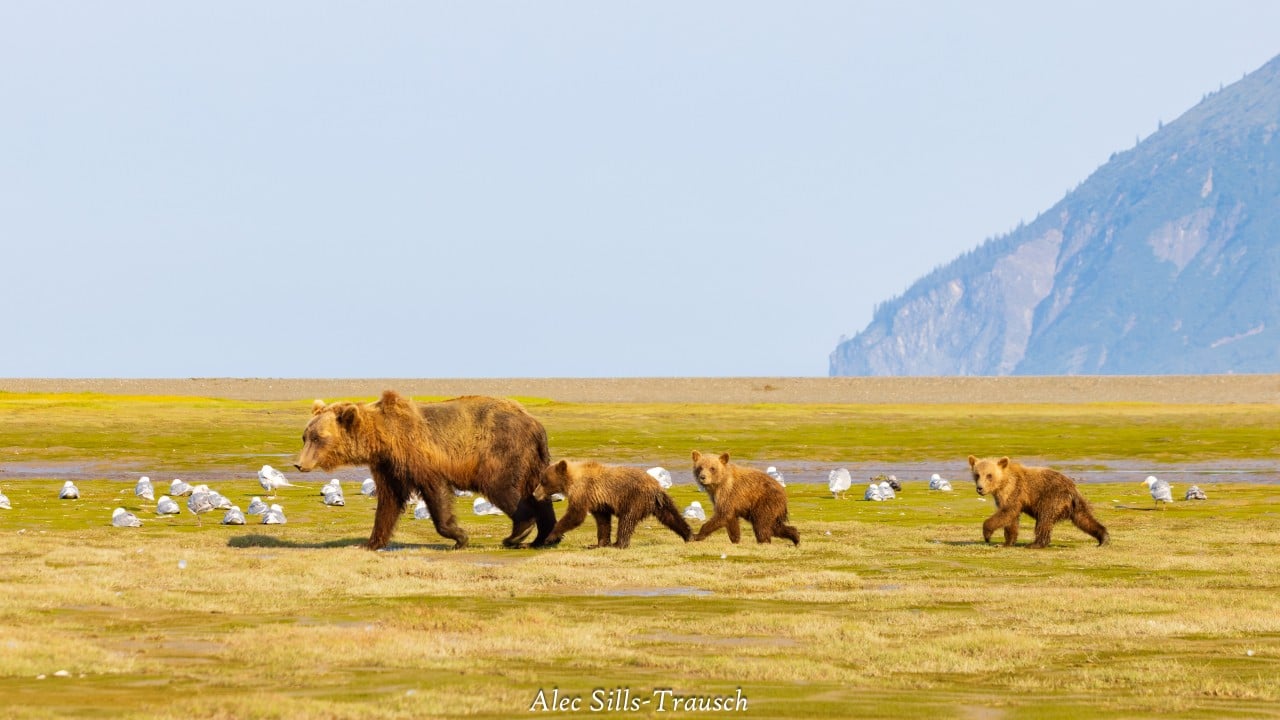 four bears walk by on the shores of chinitna bay in alaska