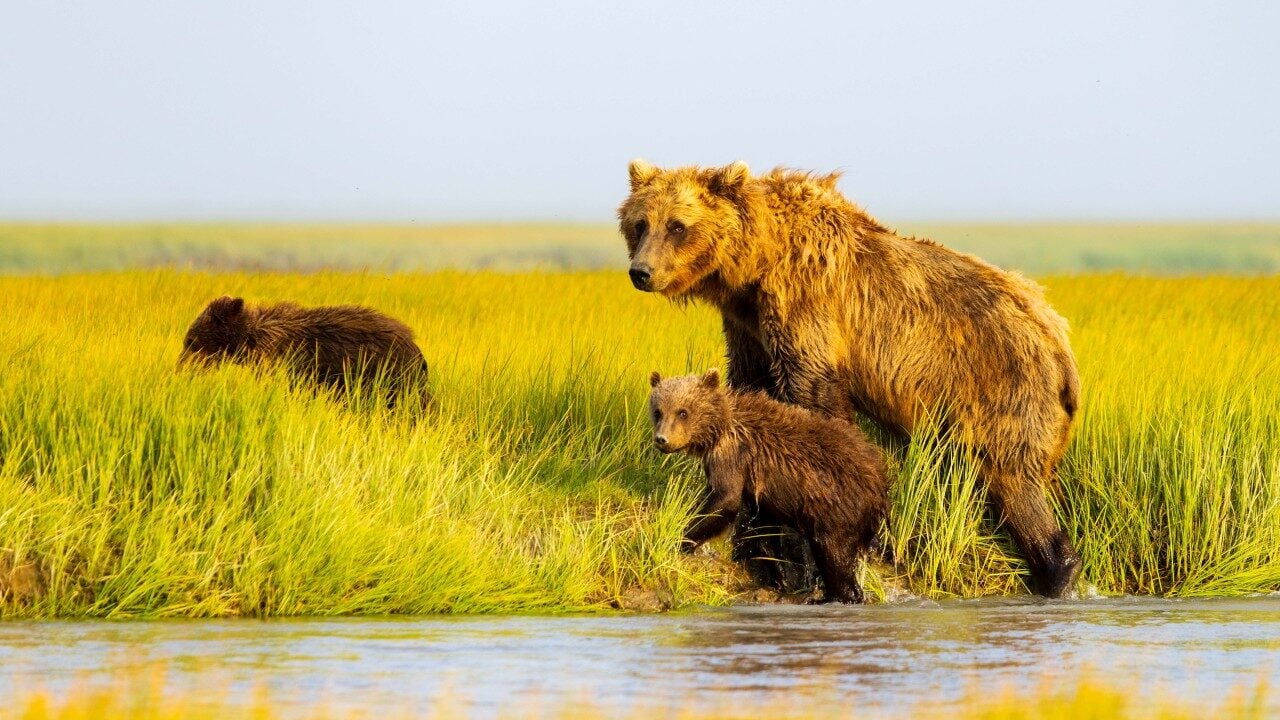 three bears cross a stream in alaska