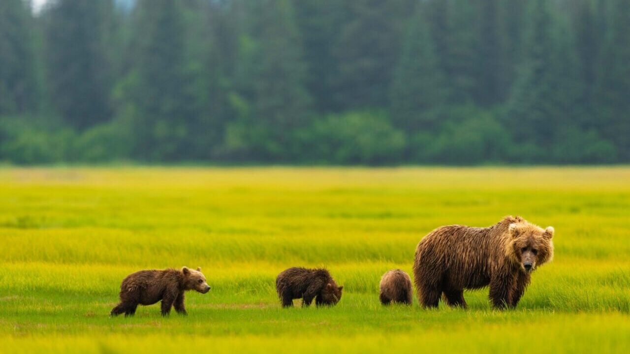 four bears look at the camera in a meadow