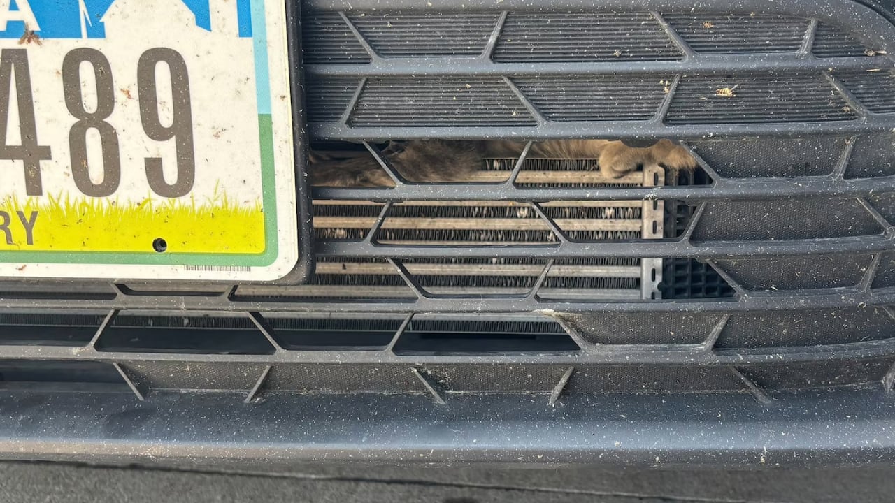 Tow Operators Rescue Kitten Trapped Inside Car at Coffee Drive-Through