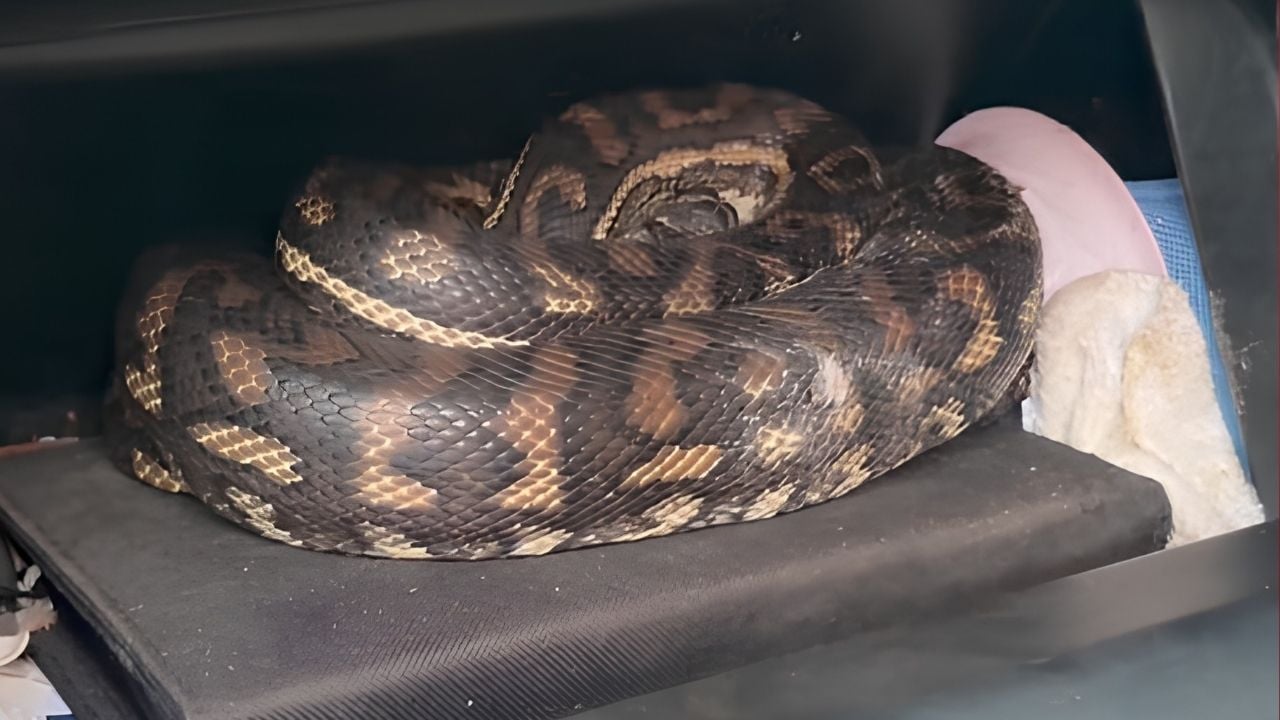 snake