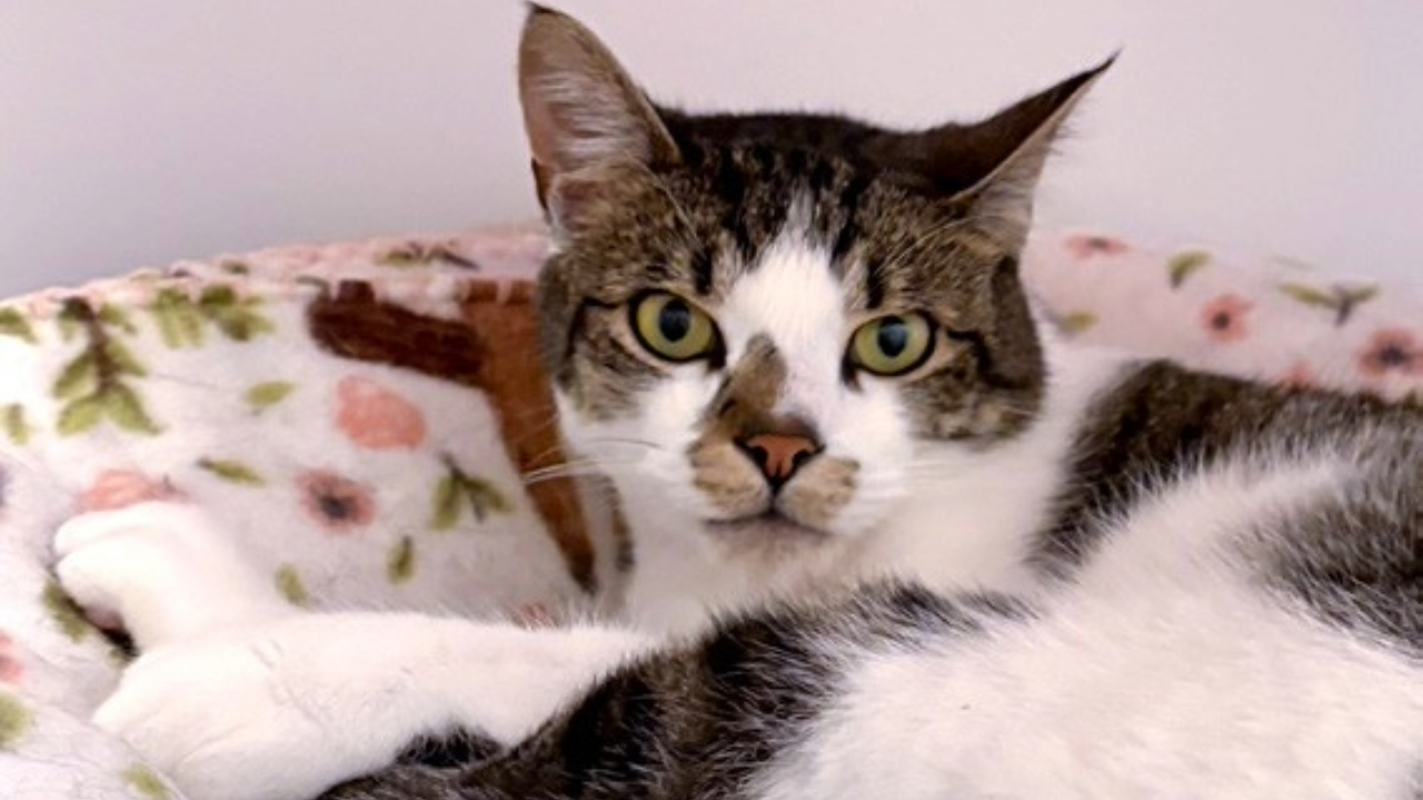 Kitten finds new home