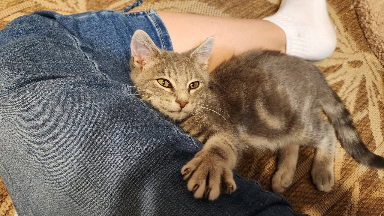 Kitten finds new home