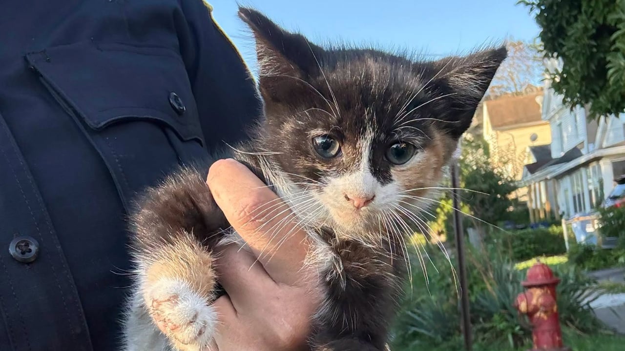 Kitten car rescue