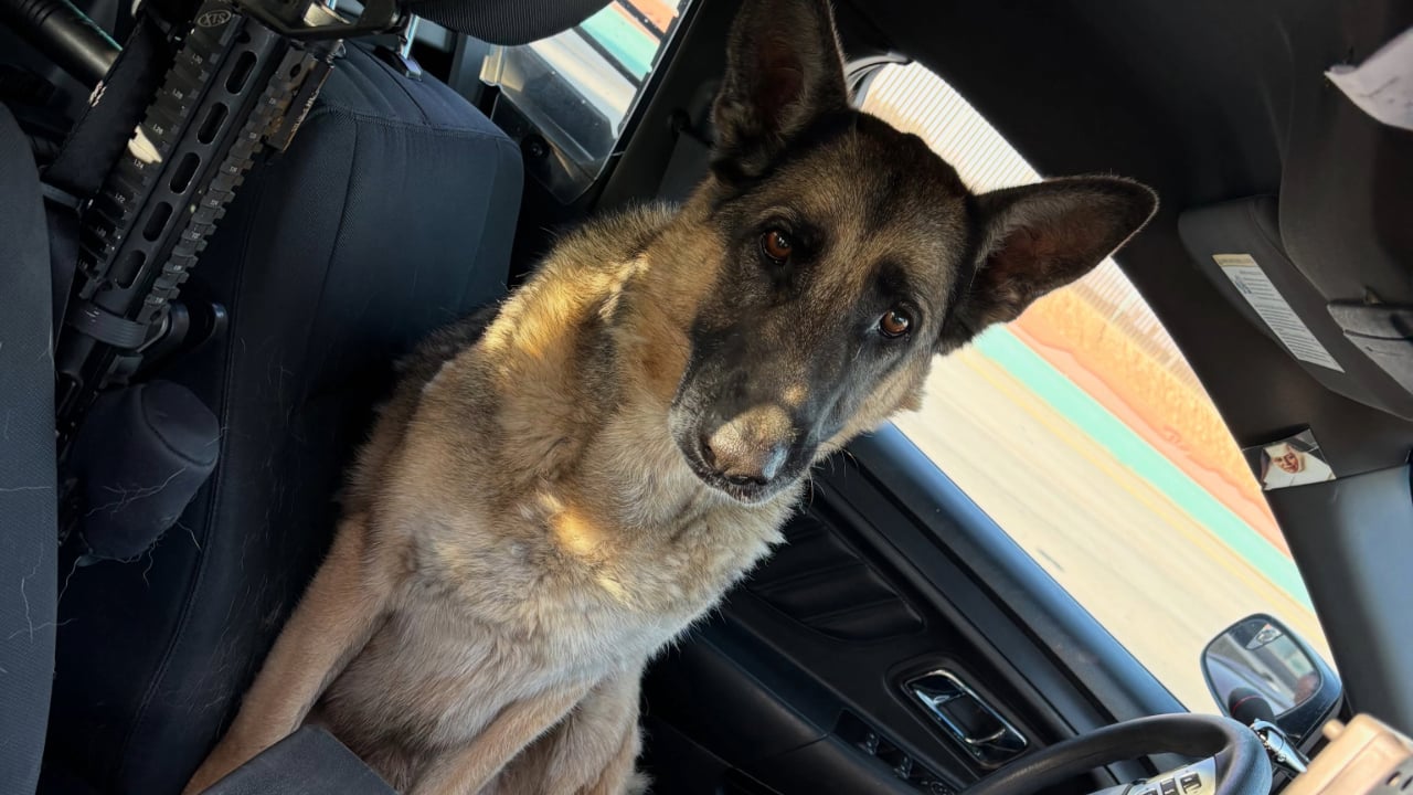 Dog rescue