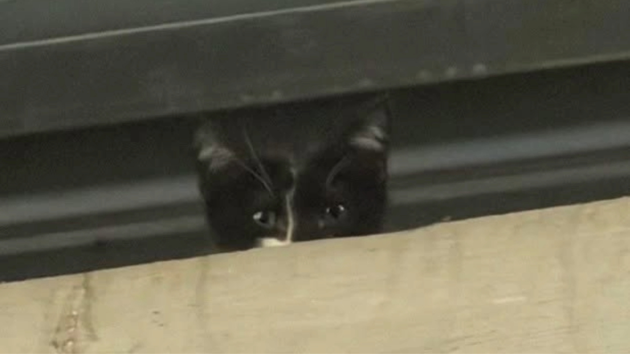 Kitten