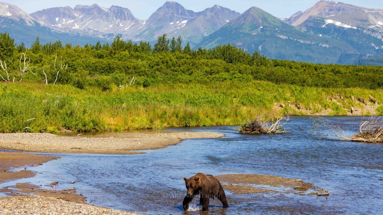 a bear walks across a stream in alaska