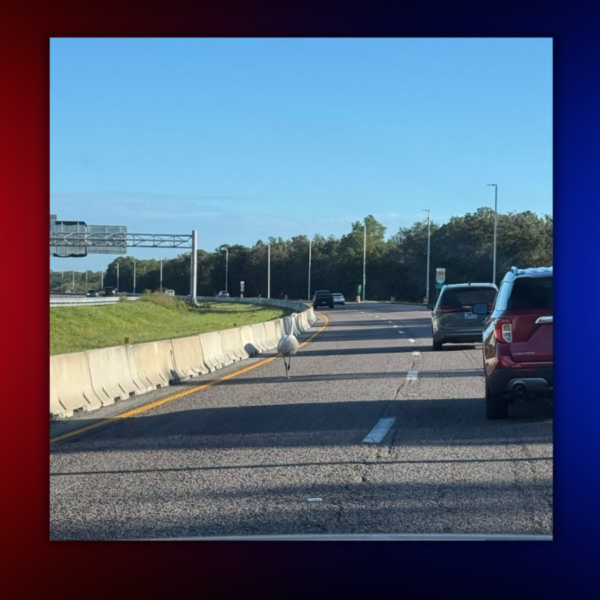 Emu Wanders Onto Florida Toll Road, Troopers Load It Into Road Ranger