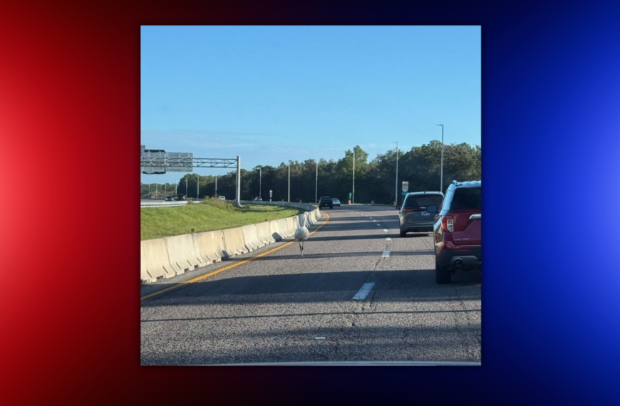 Emu Wanders Onto Florida Toll Road, Troopers Load It Into Road Ranger
