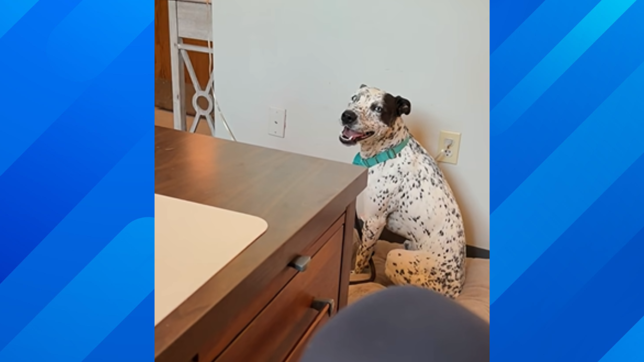 Rescue dog goes viral