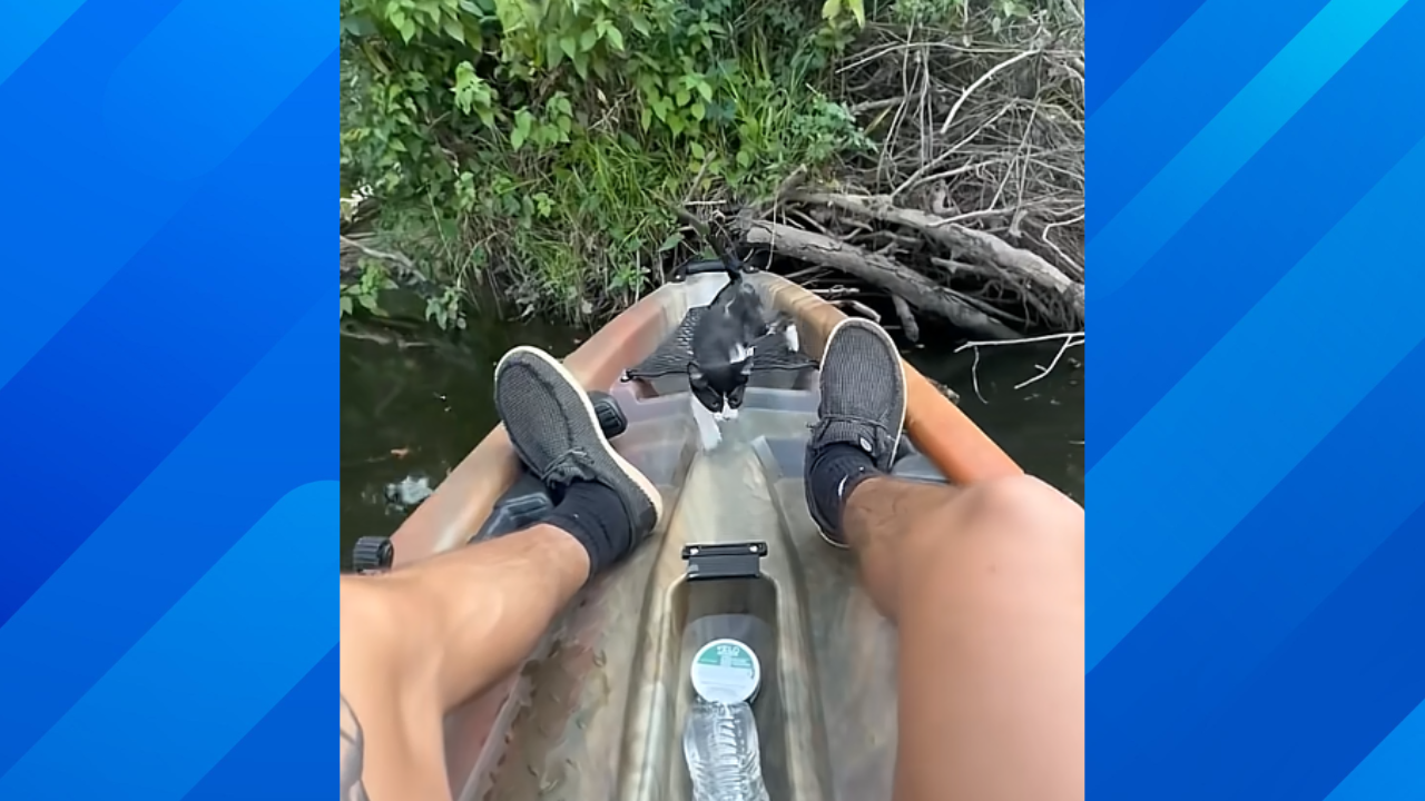 Kayaker rescues kitten