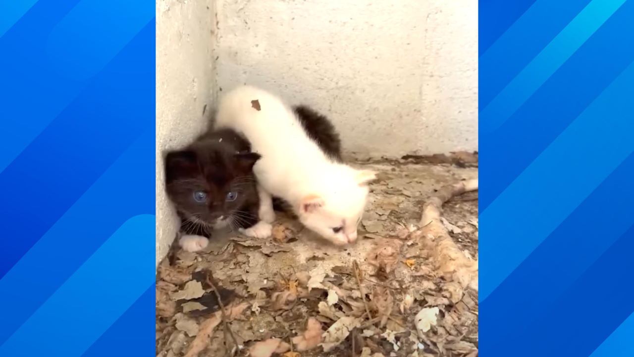 Stray cat raises kittens in bathroom