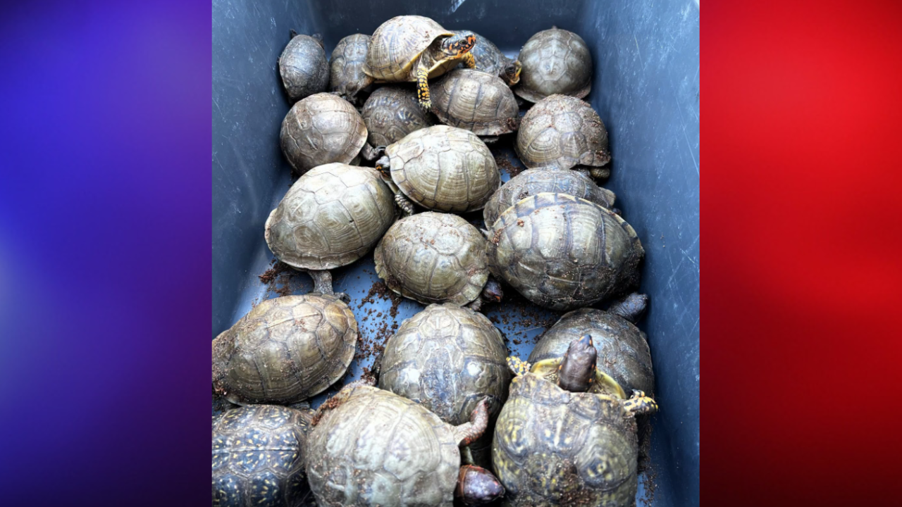 Turtles rescued from FedEx shipment