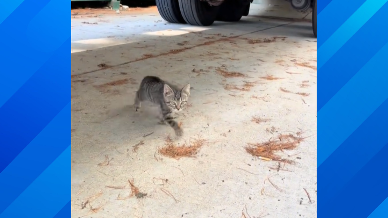 Woman finds kitten at Goodwill