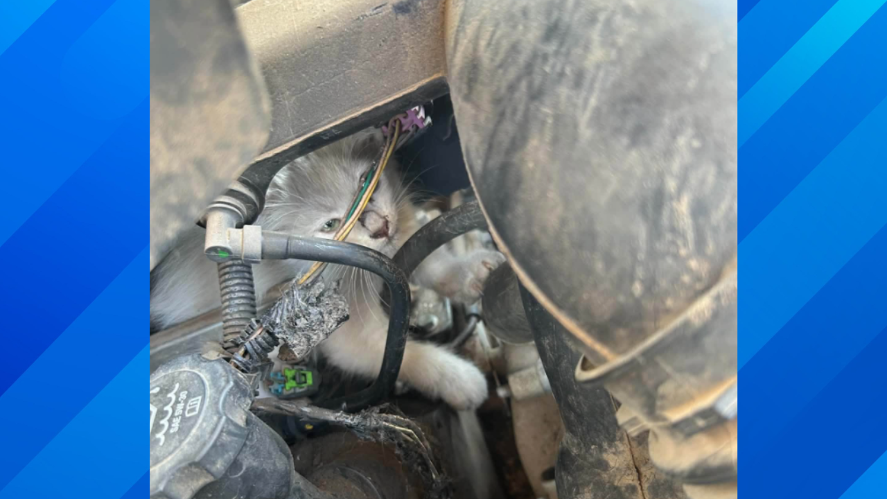 Kitten rescued from engine