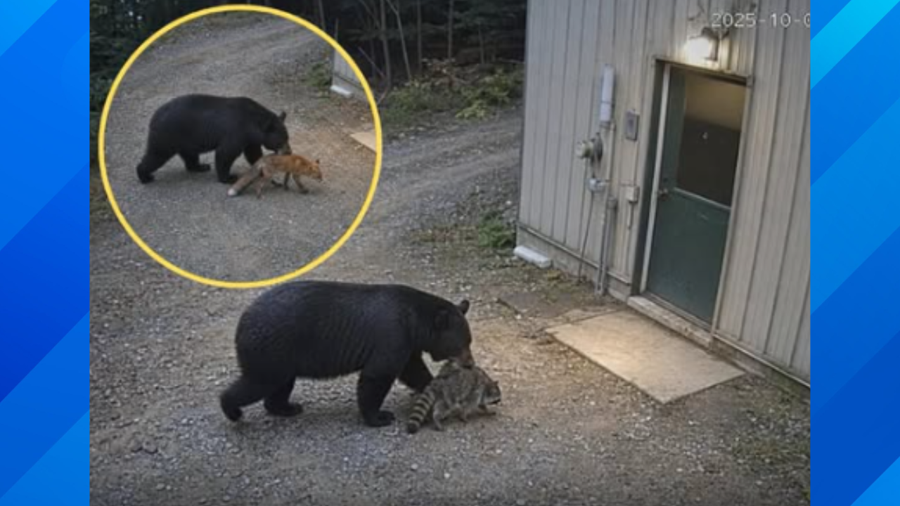 Bear story hoax