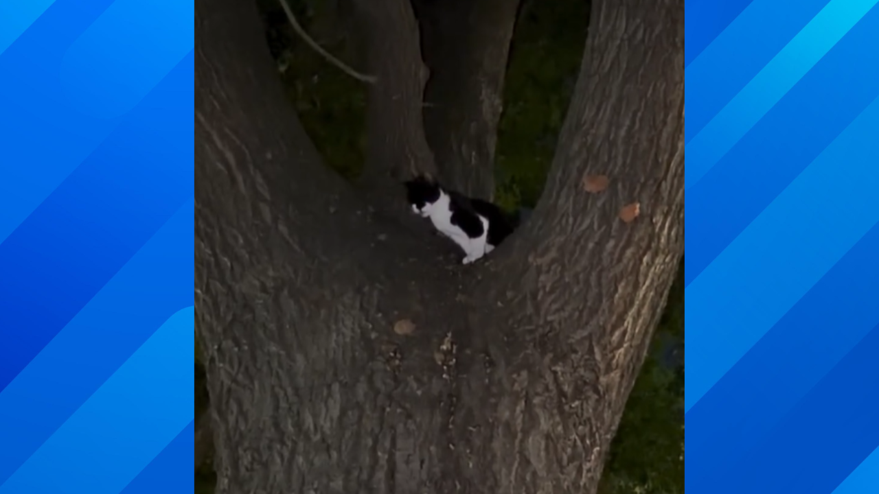 Scared cat in tree
