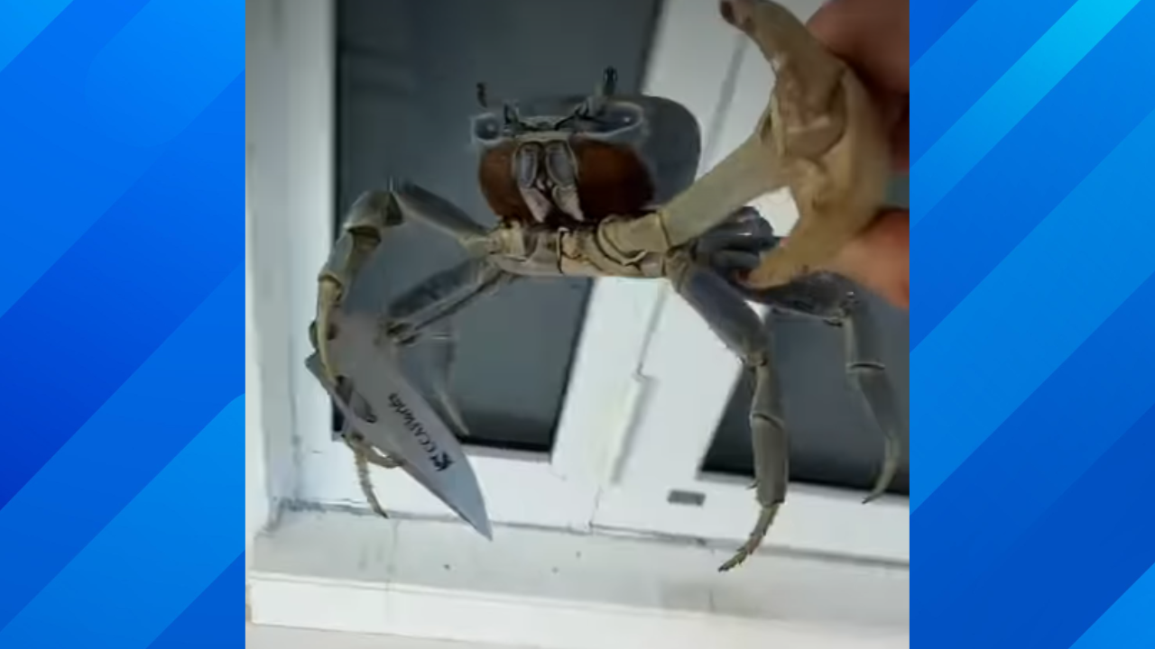 Knife wielding crab