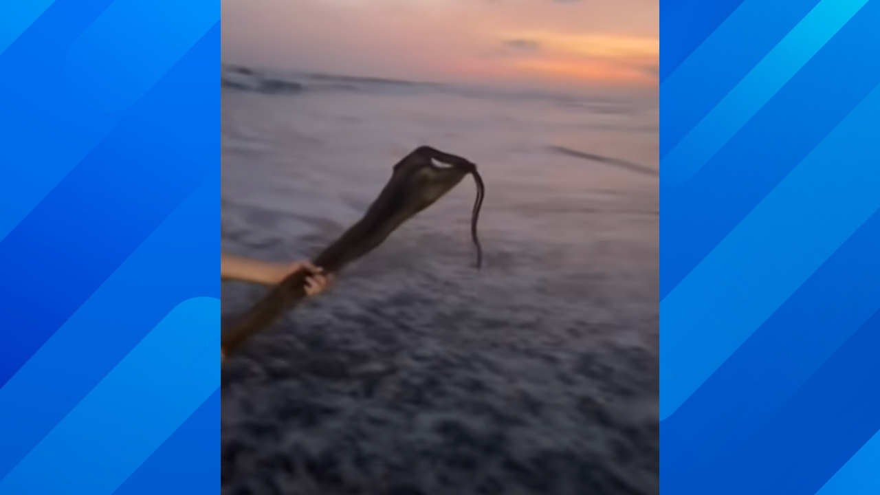 Venomous sea snake