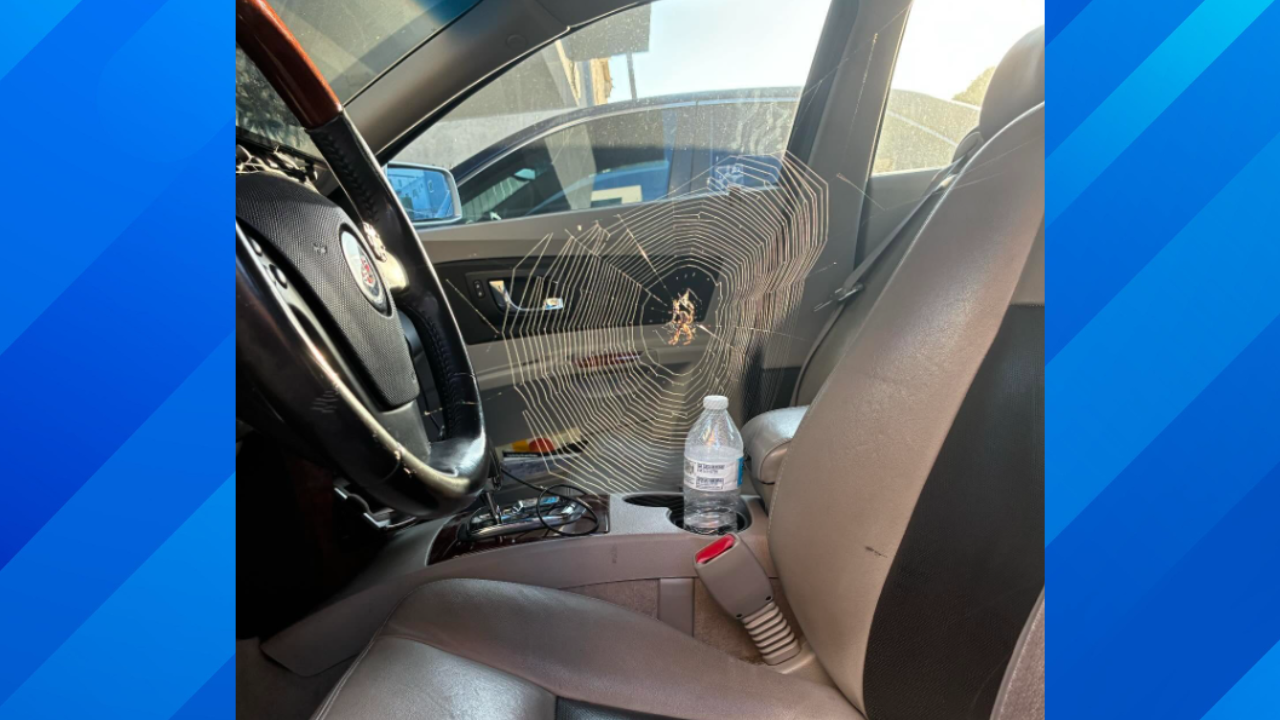 Spider web in car