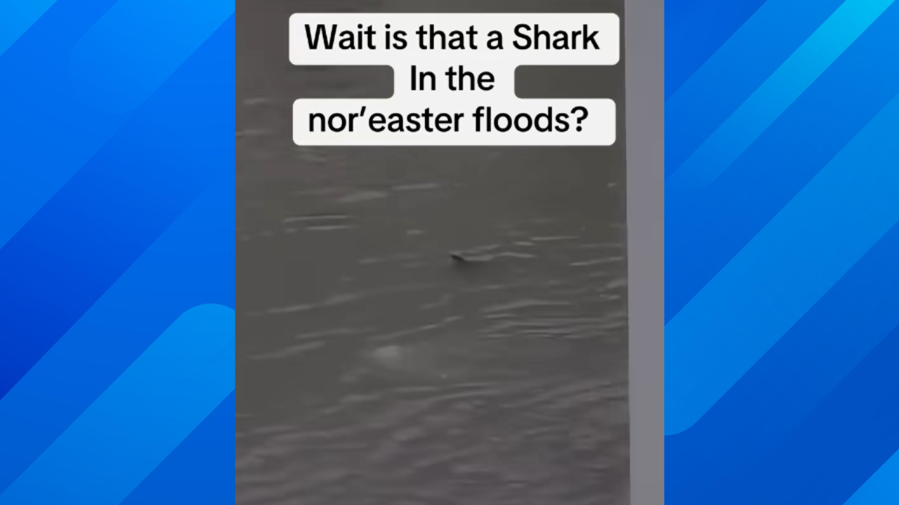 Shark swims in NJ floodwaters