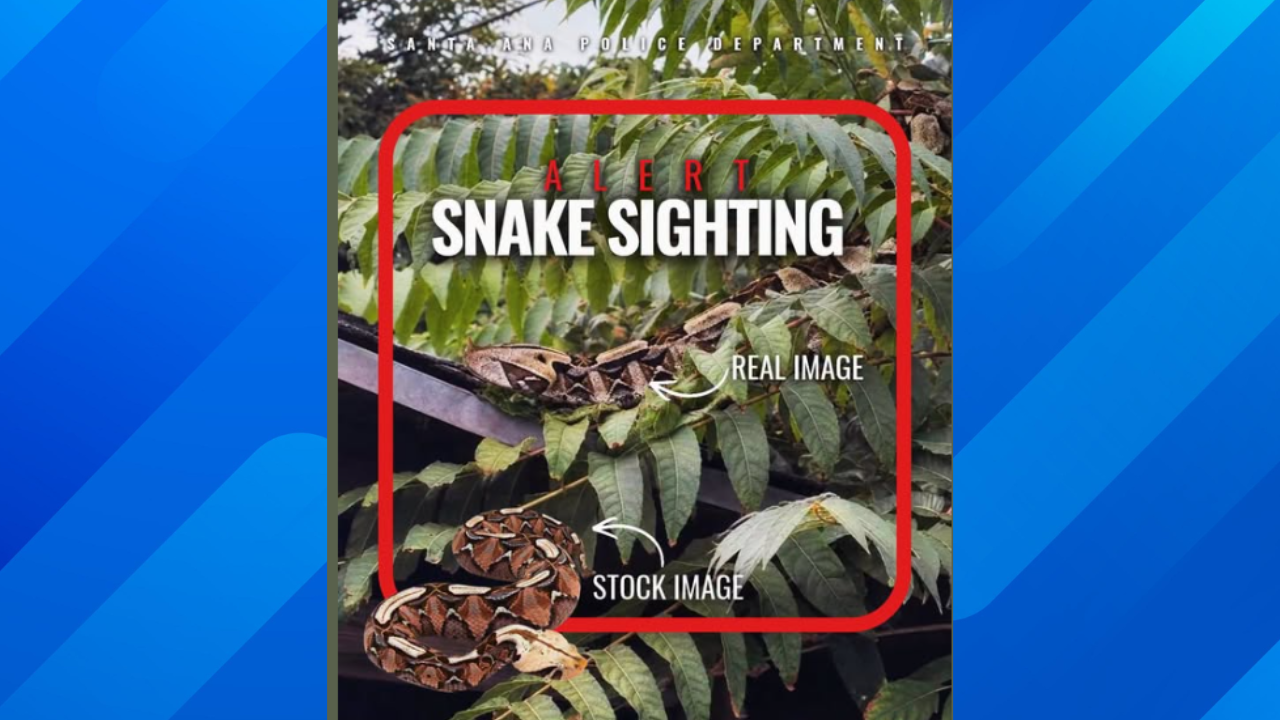 Snake hoax