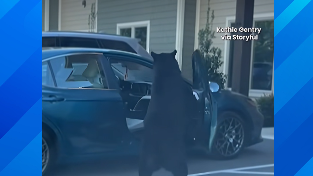 Mama bear breaks into Tennessee car