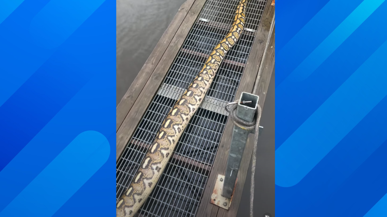 14-foot snake found