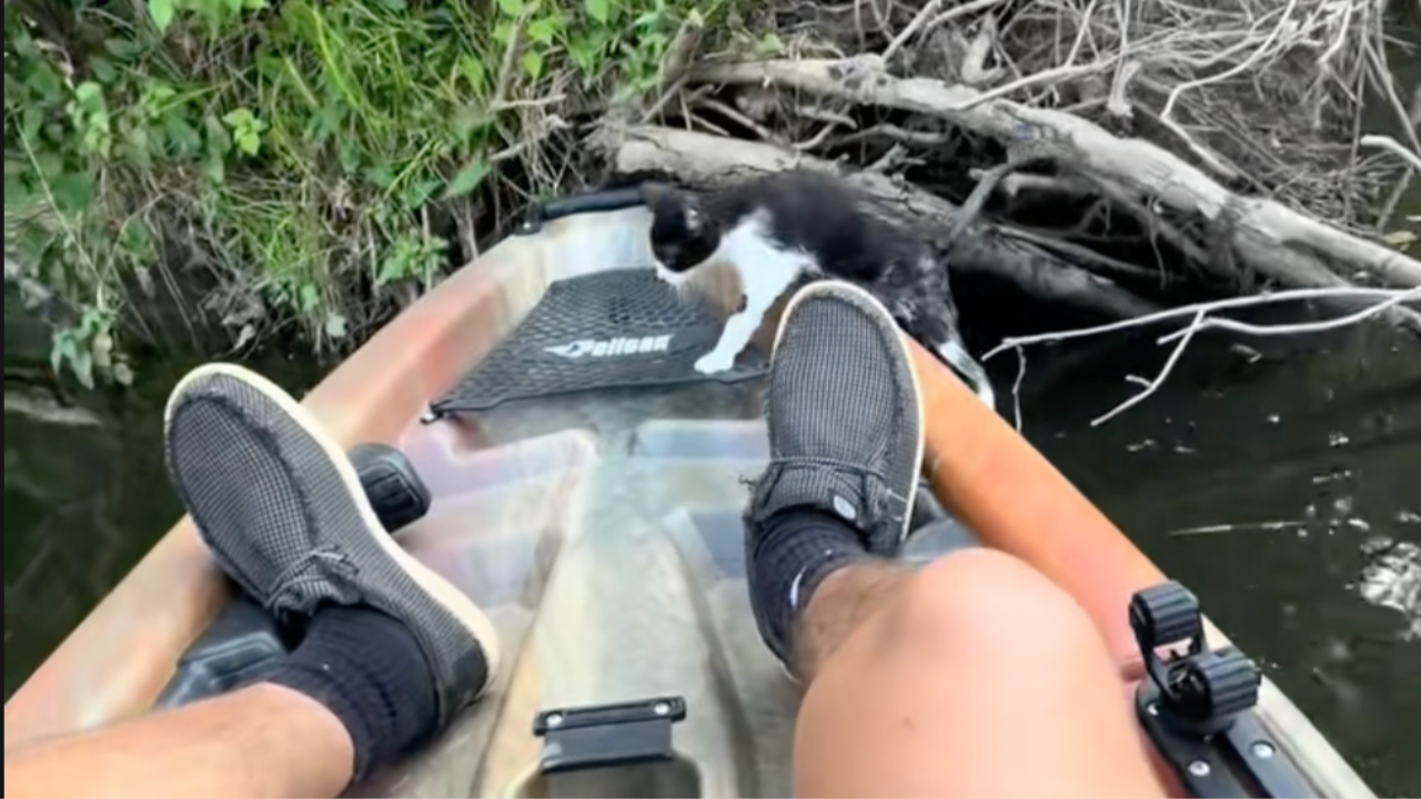 Kayak kitten rescue