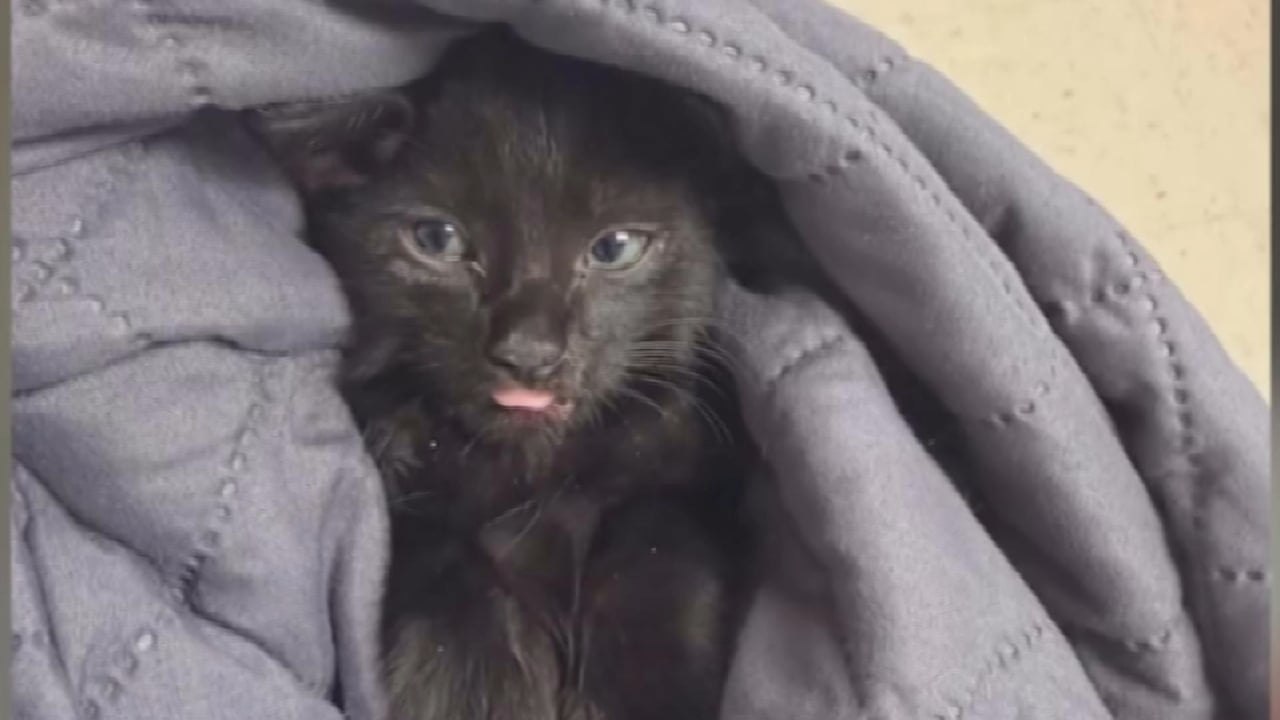 Deputy Rescues Tiny Kitten From Florida Interstate, Then Gives Him a Home