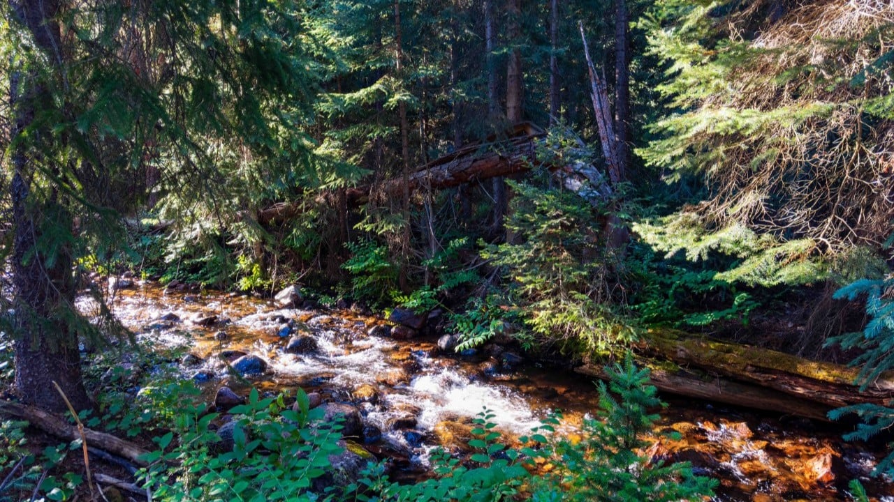 a creek running through the forest