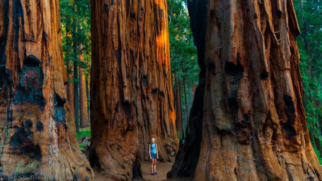 a woman stands amongst giant sequoias