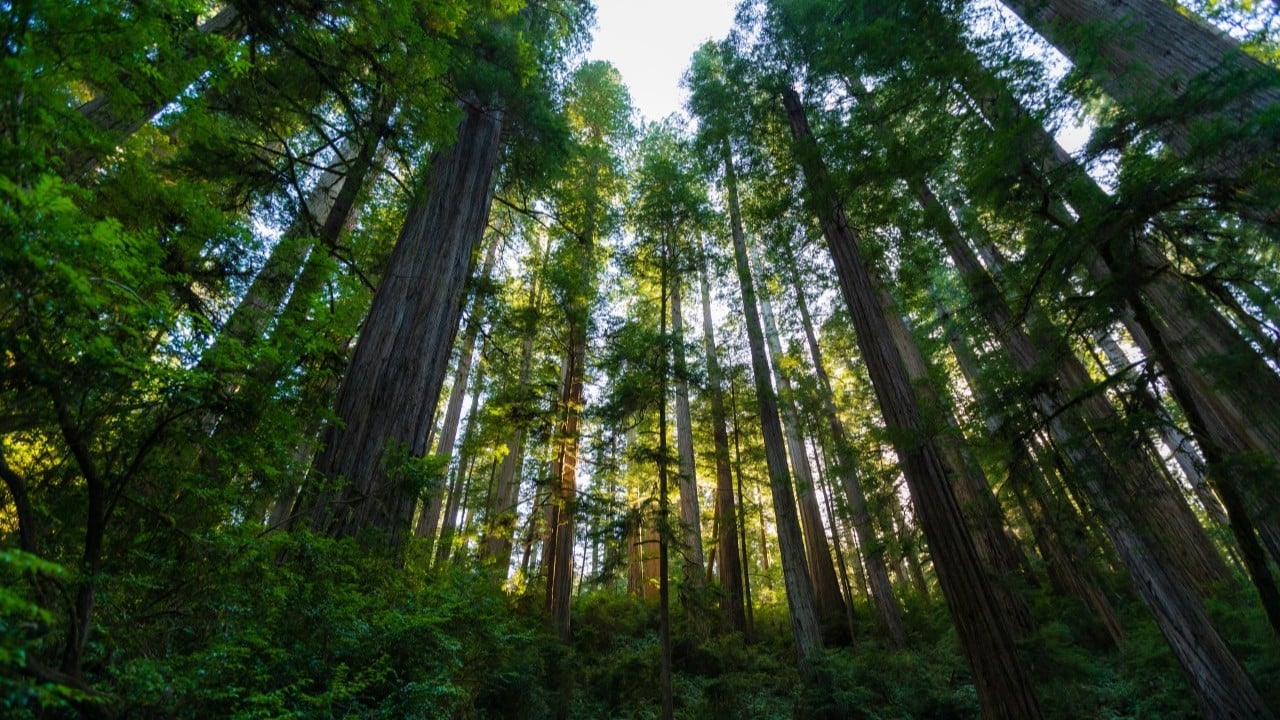 tall trees and green ferns in california