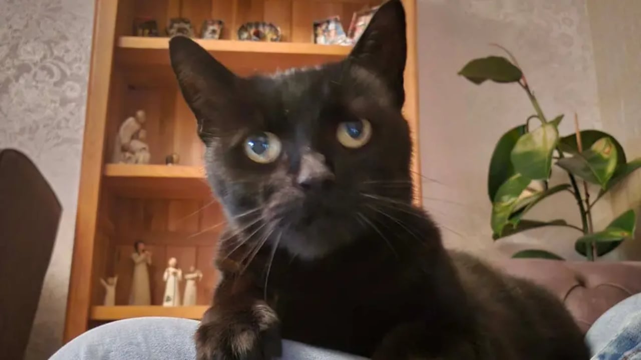 Six years cat reunion