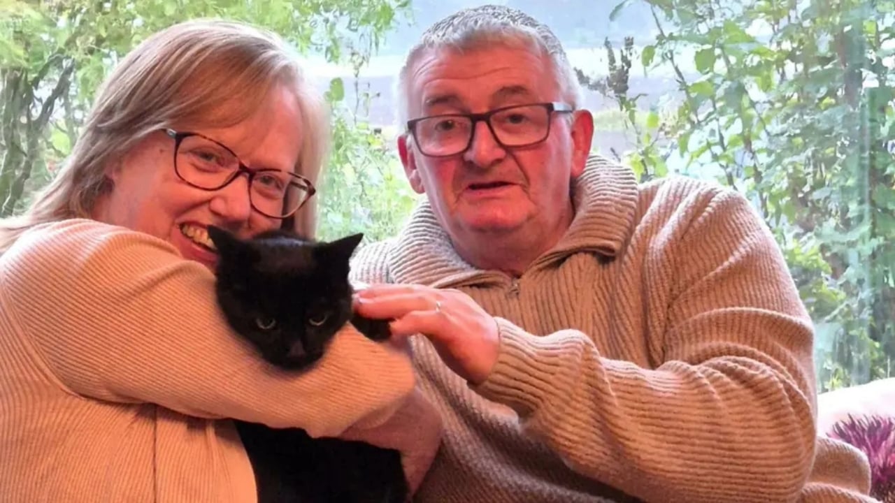 Six years cat reunion